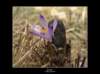 lsphoto18_small.jpg